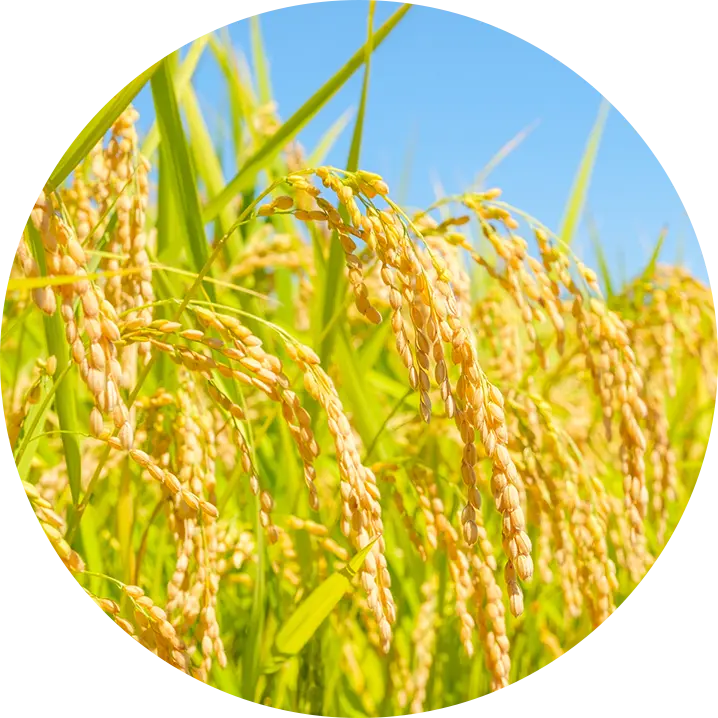 お米へのこだわり